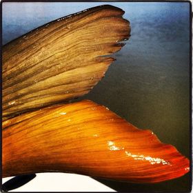 Profile Picture of Stefanie Bryant (@sbryant1784) on Pinterest