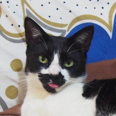 Luigi Cirocco - Twitter Profile Picture of Luigi Cirocco (@lrcirocco) on Twitter