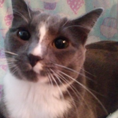 Profile Picture of Zeus Mandzij (@ZMandzij) on Twitter