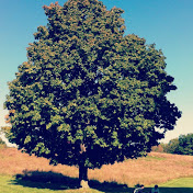 Profile Picture of Cathy Ko (@cathyko8642) on Youtube