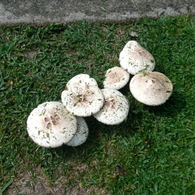 mauro caballero - Twitter Profile Picture of mauro caballero (@nisperozoo) on Twitter