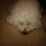 Profile Picture of perales Adam (@aperales997) on Instagram