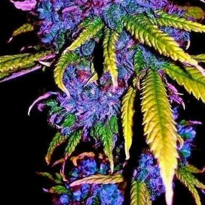 Profile Picture of Nick Tedeschi (@Tedeschi_np) on Twitter