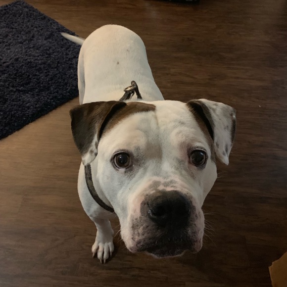 Profile Picture of Alexa Dennis (@alexaryan87) on Poshmark