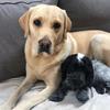 Profile Picture of Doug and storm (@doug.storm_) on Tiktok