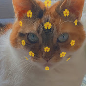 Profile Picture of 🌸Evie Roberts 1234🧿 (@Evieroberts1234) on Youtube