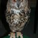 Profile Picture of Paula Albrecht (@paula2009) on Pinterest