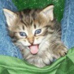 Profile Picture of Sean Collett (@collettsean) on Instagram