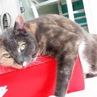 Profile Picture of Robert Bittner (@rjbitt6) on Twitter