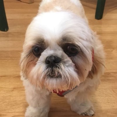 Profile Picture of Tom Bence (@tombence1) on Twitter