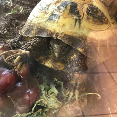 Profile Picture of Burt The Turt (@StGeorgeTheDra1) on Twitter