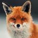 Profile Picture of Pieter-jan Devos (@pieterjandevos) on Pinterest