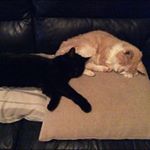 Profile Picture of Steven Corkill (@cregneish) on Instagram