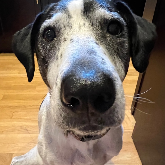 Profile Picture of Kerry Fraser houde (@sparkles801) on Poshmark