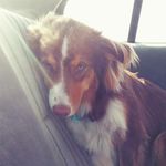 Profile Picture of Ralphie Laurén Ehrhardt (@_aussielyfe) on Instagram