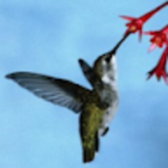 Profile Picture of Amanda Mazloomi (@amandamazloomi) on Poshmark