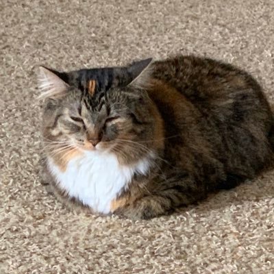 Profile Picture of Andrew Bergstrom (@andrewbergie) on Twitter