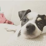 Profile Picture of Moriarty P. Funkster (@morty.vs.hongkong) on Instagram