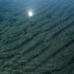 Profile Picture of Donte Bealsey (@dontebealsey) on Instagram