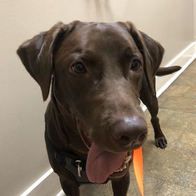 Profile Picture of Brandon Shrout (@brandons1389) on Pinterest