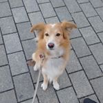 Profile Picture of Thomas Er Haart (@tommytheberlindog) on Instagram