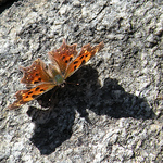 Profile Picture of Dawn Rae Worley (@Dawn Rae Worley (Ohadispud Arts & Ads)) on Flickr