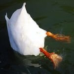 Profile Picture of Alan Felgate (@afelgate) on Instagram