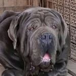 Profile Picture of Giuseppe Totaro (@mastiffjoetotaro) on Instagram