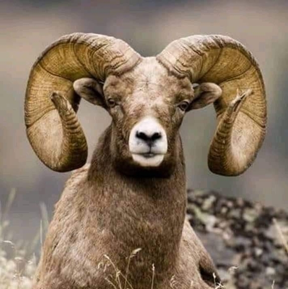 Ted Rodenbaugh - Poshmark Profile Picture of Ted Rodenbaugh (@tedronomix) on Poshmark