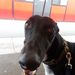 Profile Picture of Joe's Greyhounds and More (@MickeyConlan) on Pinterest