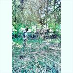 Profile Picture of Al Dexter Abas May (@aldextermay) on Instagram