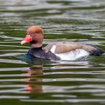 Profile Picture of Fletcher Stevenson (@fletcherstevenson) on Instagram