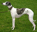 Profile Picture of Sighthoundon Wikipedia