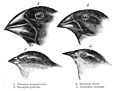 Profile Picture of Darwin's fincheson Wikipedia