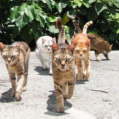 Profile Picture of Sam Huang (@samhuang18) on Twitter