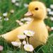 Profile Picture of ELEANOR MEYERSON (@elmeyerson) on Pinterest