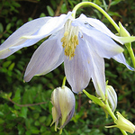 Profile Picture of Carrie Thomas, Touchwood Aquilegias (@Carrie Thomas, Touchwood Aquilegias) on Flickr