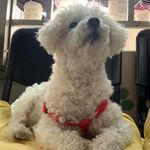 Profile Picture of Sandra Suh (@suhsandra) on Instagram