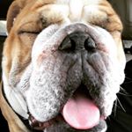 Profile Picture of HeidiLindquist (@o.h.liberty.marshall) on Instagram