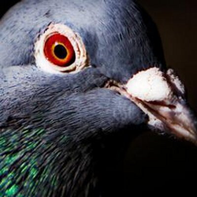 Profile Picture of Gary Pickles (@CompleteGoober) on Twitter