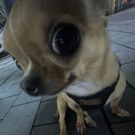 Profile Picture of ._. (@chagoldd) on Tiktok