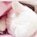 Profile Picture of 布丁小牙 (@budingxiaoya833) on Pinterest