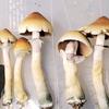 Profile Picture of Eric Champ (@@psilocybin_distro) on Tiktok