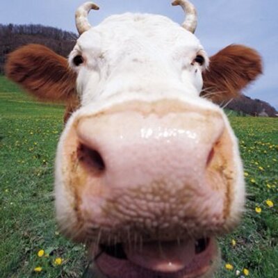 Profile Picture of Kenneth Aas (@kennethtweeting) on Twitter