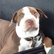 Profile Picture of BIG DOG FORGE (@BIGDOGFORGE) on Youtube