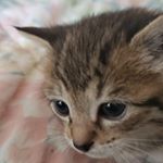 Profile Picture of Candy (@theroachrat) on Instagram