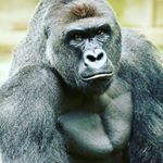 myles - Instagram Profile Picture of myles (@myles_shaw_fan_page) on Instagram