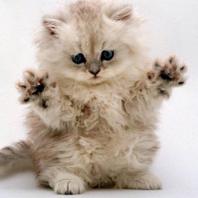 Profile Picture of Alli 💜 (@allisonweisman1) on Twitter