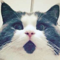 Profile Picture of Glen Yu (@Cuttlefish0000) on Twitter