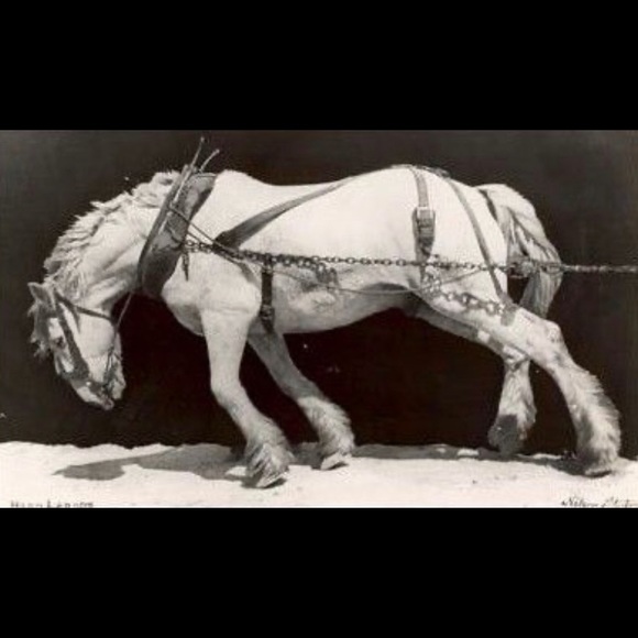 Profile Picture of Ben Showalter (@bshowie) on Poshmark